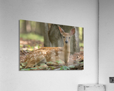 Abandon  Acrylic Print