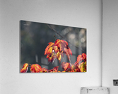 Rouge feu  Acrylic Print