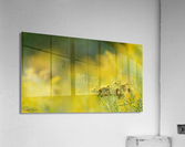 Jaune  Acrylic Print