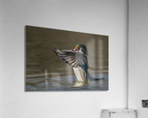 Canard branchu  Acrylic Print