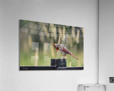 Cardinal curieux  Acrylic Print