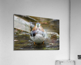 Le mandarin  Acrylic Print