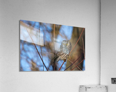 Nyctale de Tengmalm   Acrylic Print