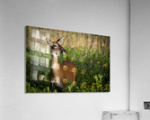 Cerf du petit matin  Acrylic Print