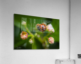 Coccinelle asiatique  Acrylic Print