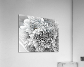 Celebration 2 Acrylic Print