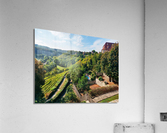 German Vineyard Acrylic Print