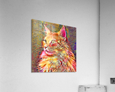 Technicolor Maine Coon Acrylic Print
