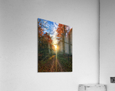 Fall Trail Acrylic Print