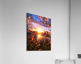 Sunset on the water Acrylic Print