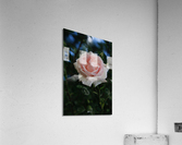  Pink Promise Acrylic Print