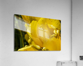 Extreme Closeup Tulips of the Netherlands 164 in the Art in Flowers Special Collection of William Robert Stanek for the Dutch Tulip Mania Series Acrylic Print