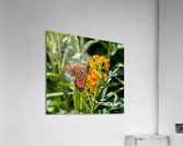 MONARCH ON A MIKLWEED  Acrylic Print