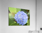 B7D5BF13 CC5F 48D1 9CB7 707C8CEAF571  Acrylic Print