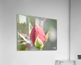 9918086E 2798 47EE 9FA4 91DC6DCD746E Acrylic Print