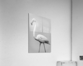 Flamand Rose en Noir et blanc Acrylic Print