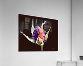 58EAB5A1 EE08 4655 A004 FED5F934B20B Acrylic Print