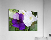 E9B97A6E 4F90 43C4 9948 EF54A7C5714C  Acrylic Print