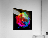 The Beautiful Colored Rose Acrylic Print