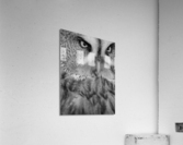 Great Grey Owl close-up  Acrylic Print