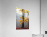 Loving trees  Acrylic Print