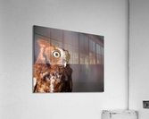Wildlife photograph of a Screech Owl Acrylic Print