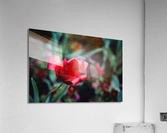 Rain Drops on a Sprenger s Tulip Acrylic Print