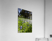 Texas Wildflowers in a Field of green Grass Acrylic Print