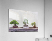 Display of Three Bonsai Trees Acrylic Print