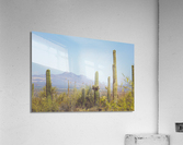 Saguaro National Park Acrylic Print