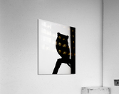 Black and White Screech Owl Silhouette  Acrylic Print