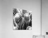 San Pedro Cactus Black and White Acrylic Print