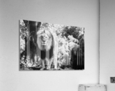 Majestic Male Lion Acrylic Print