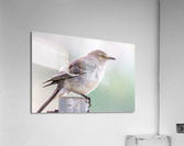 Mockingbird - The Texas State Bird Acrylic Print