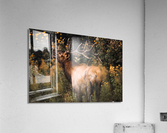 Adult Male Elk Dark and Moody Acrylic Print