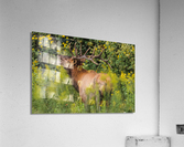 Adult Male Elk Acrylic Print