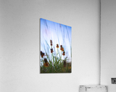 Mexican Hat Acrylic Print