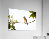 Perched Blue Bird Acrylic Print