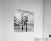 Black and White Heron Acrylic Print