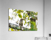 Brown Thrasher perched in a tree Acrylic Print