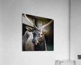 Large Male Elk Eating Grass Acrylic Print