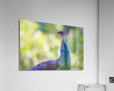 Closeup of a Peahen Head Acrylic Print