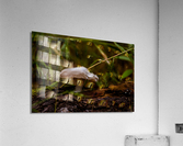 White Mushroom Growing On A Log Acrylic Print