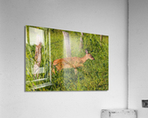 A baby dear passing under the fence Acrylic Print
