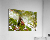 American Robin eating berries Acrylic Print
