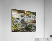 Great Blue Heron Fishing Acrylic Print