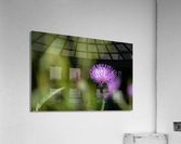 Purple Fluffy Spear Thistle Flower Acrylic Print