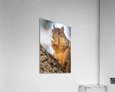 Squirrel Snacking on a Walnut Acrylic Print