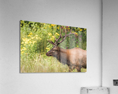 A Large Male Elk Roaming in a Field Of Flowers Acrylic Print