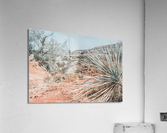 Cacti At Palo Duro Canyon Acrylic Print
